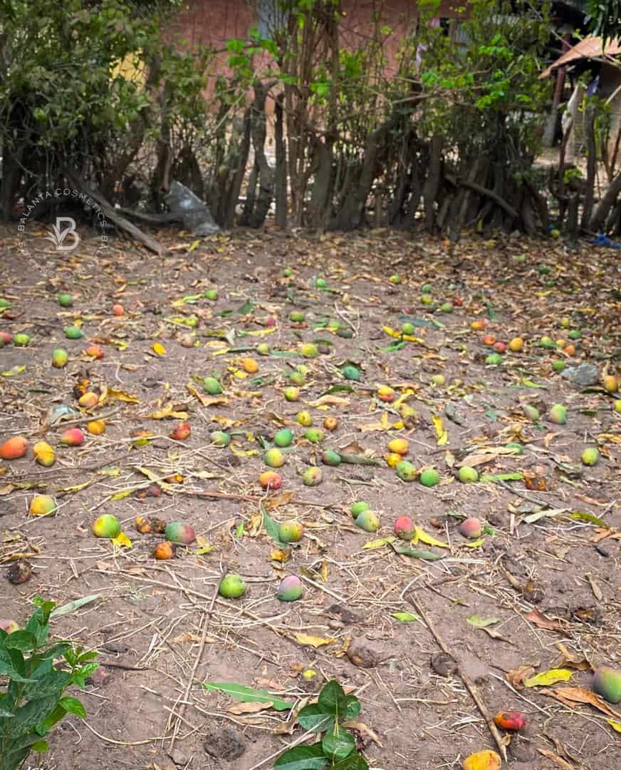 zéro déchet mangue Casamance Balanta Savon Mangue–Baobab